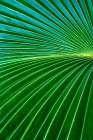 Palm frond Art Print